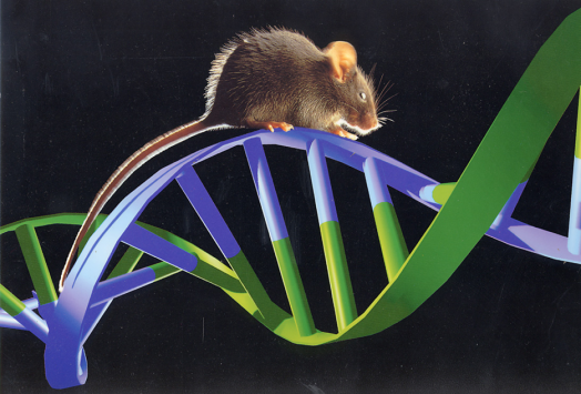 GB 14922—2022《實驗動物 微生物、寄生蟲學等級及監測》 標準解讀(圖12)