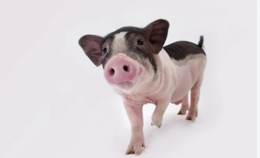 實驗用豬的麻醉指南(圖1) p125.png